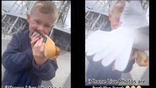 Gaviota se roba pan con hot dog de niño y el momento se hace viral