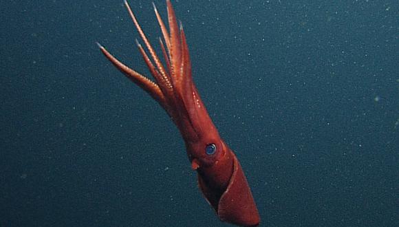 El enorme calamar hirió en la pierna a James Taylor. (Foto: AFP)