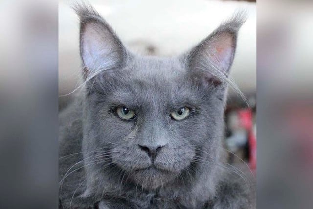 FOTO 1 DE 4 | Gulliver es un gato de raza que se volvió viral en redes sociales. ¿La razón? El gran parecido que su rostro guarda con el de un humano.| Foto: Instagram/catsvill_county (Desliza a la izquierda para ver más fotos)