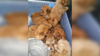 Así fue el dramático rescate de unas cachorros atrapados en la maletera de un vehículo