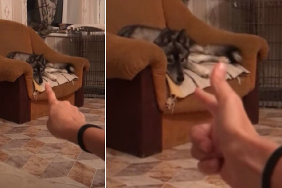 Foto 1 de 3 | El perro estaba echado cómodamente en el sillón de la casa cuando vio lo que estaba haciendo su dueño. | Foto: ViralHog / YouTube. (Desliza hacia la izquierda para ver más fotos)