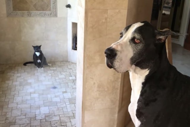 FOTO 1 DE 3 | El perro, curiosamente, esperó su turno de refrescarse en la ducha. | Crédito: Rumble Viral en YouTube. (Desliza hacia la derecha para ver más fotos)