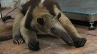 Consternación en México por hallazgo de un oso hormiguero atado y torturado