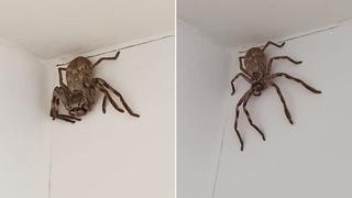 ¡Espeluznante viral! Araña gigante cazadora aterroriza hogares en Australia [FOTO]