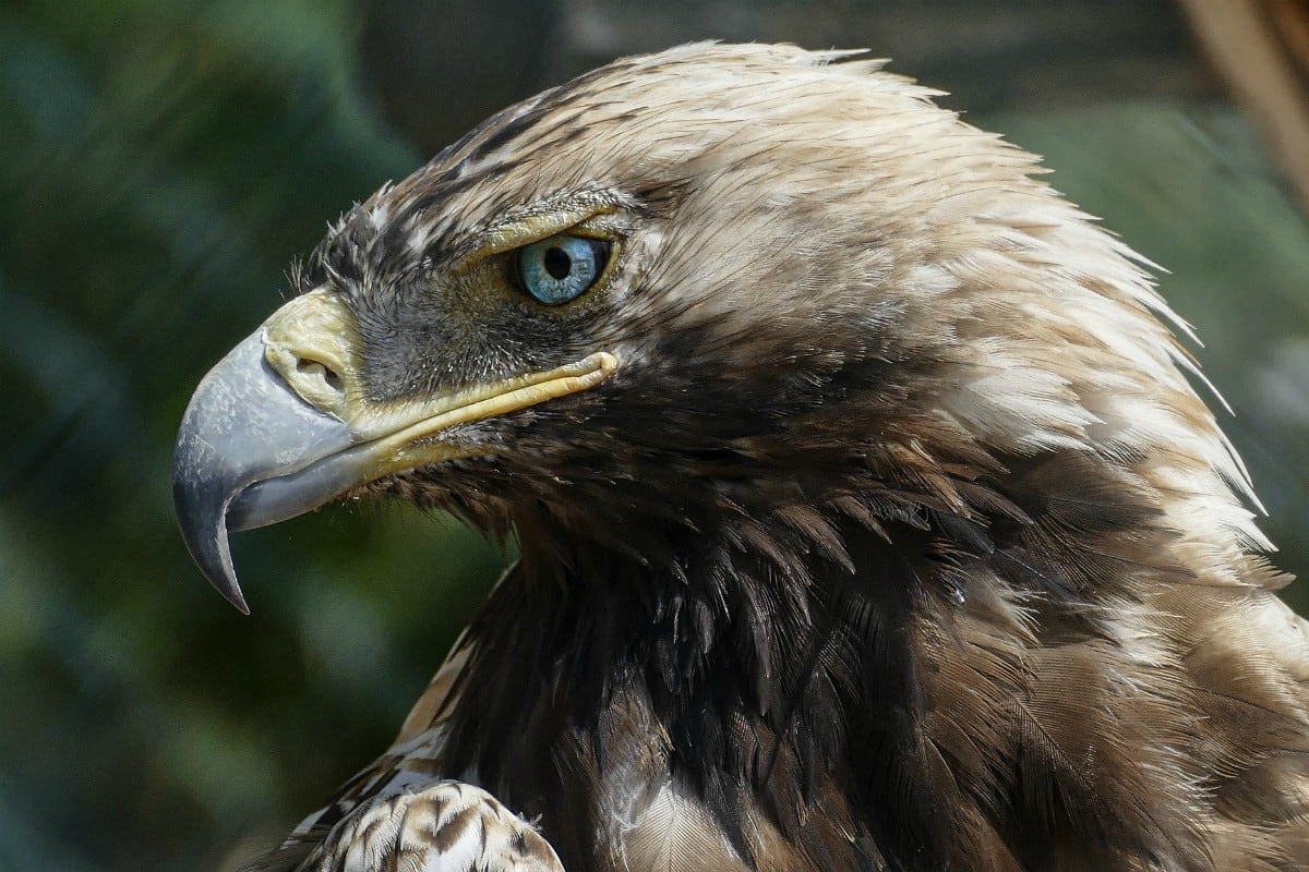 El águila dejó caer a un dingo 100% puro. (Pixabay)