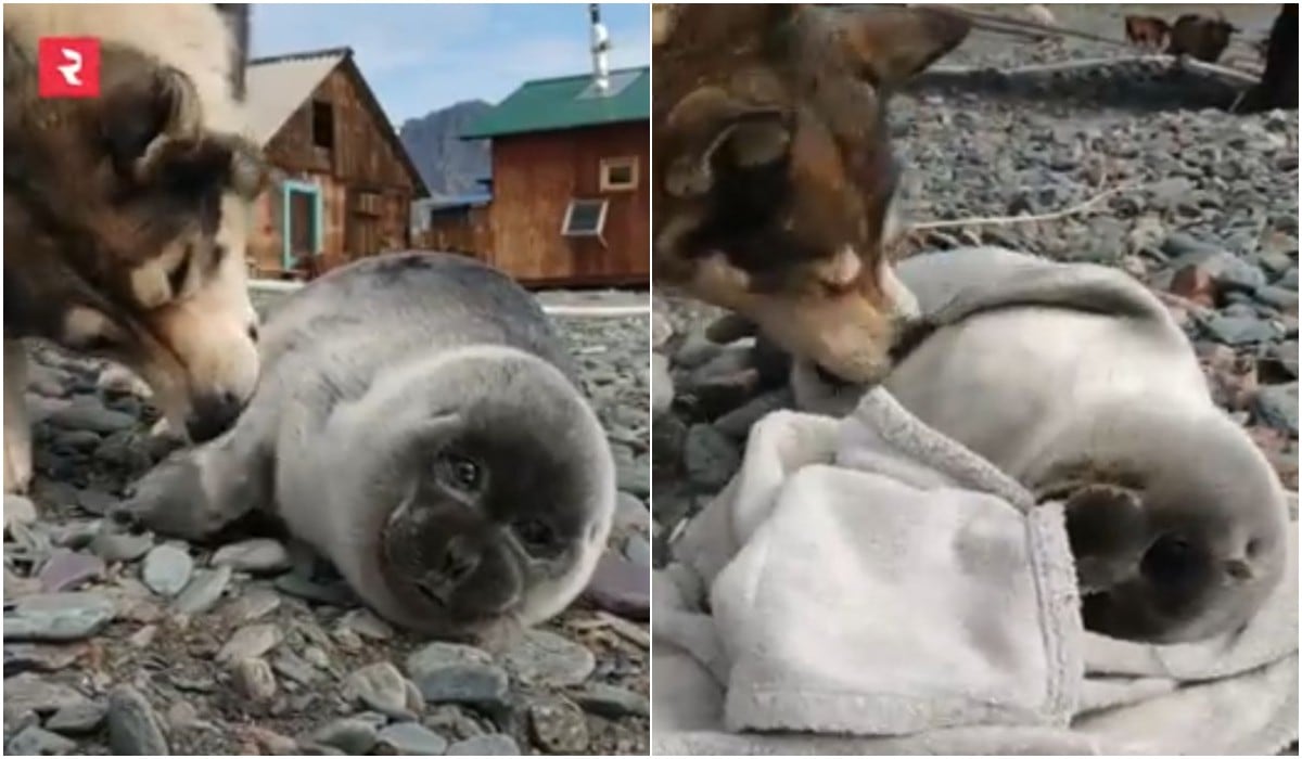 Perro rescató a foca bebé y lo cuida como si fuera su cachorro por varios días. (Captura/Russia Beyond)