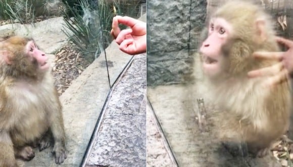 El mono se quedó sorprendido cuando vio el truco de magia. (Imagen: @pedro14mx)
