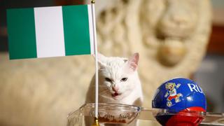 Aquiles, el gato sordo que vaticinará los resultados de la Eurocopa 2021