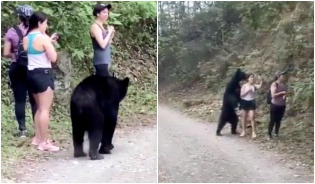 Video viral: mujer sorprende a todos con su templanza frente a un oso.