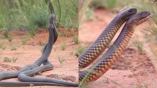 ¡Por el dominio total del otro! El video viral de la brutal pelea entre dos serpientes en celo