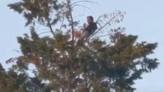 Hombre desafió la gravedad y realizó un ‘picnic’ en lo más alto de un pino