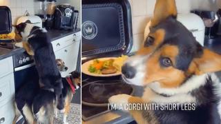 Perros causan gran sorpresa al trabajar en equipo para ‘robar’ la comida de una cocina