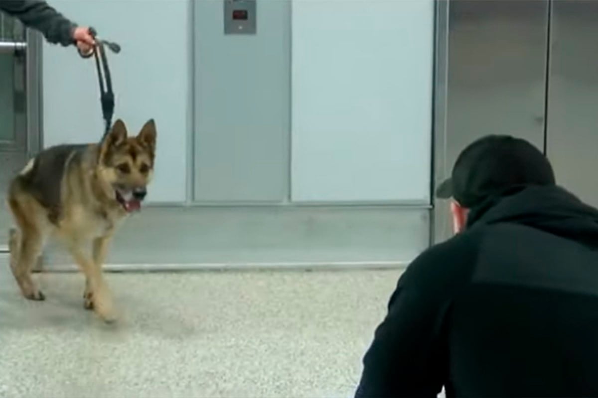 Enzo, un agente canino militar, divisó en el Aeropuerto Internacional de Buffalo a alguien muy especial en su vida tras tres largos años de estar kilómetros separados.| Foto: WKBW TV/YouTube. (Desliza hacia la izquierda para ver más fotos).