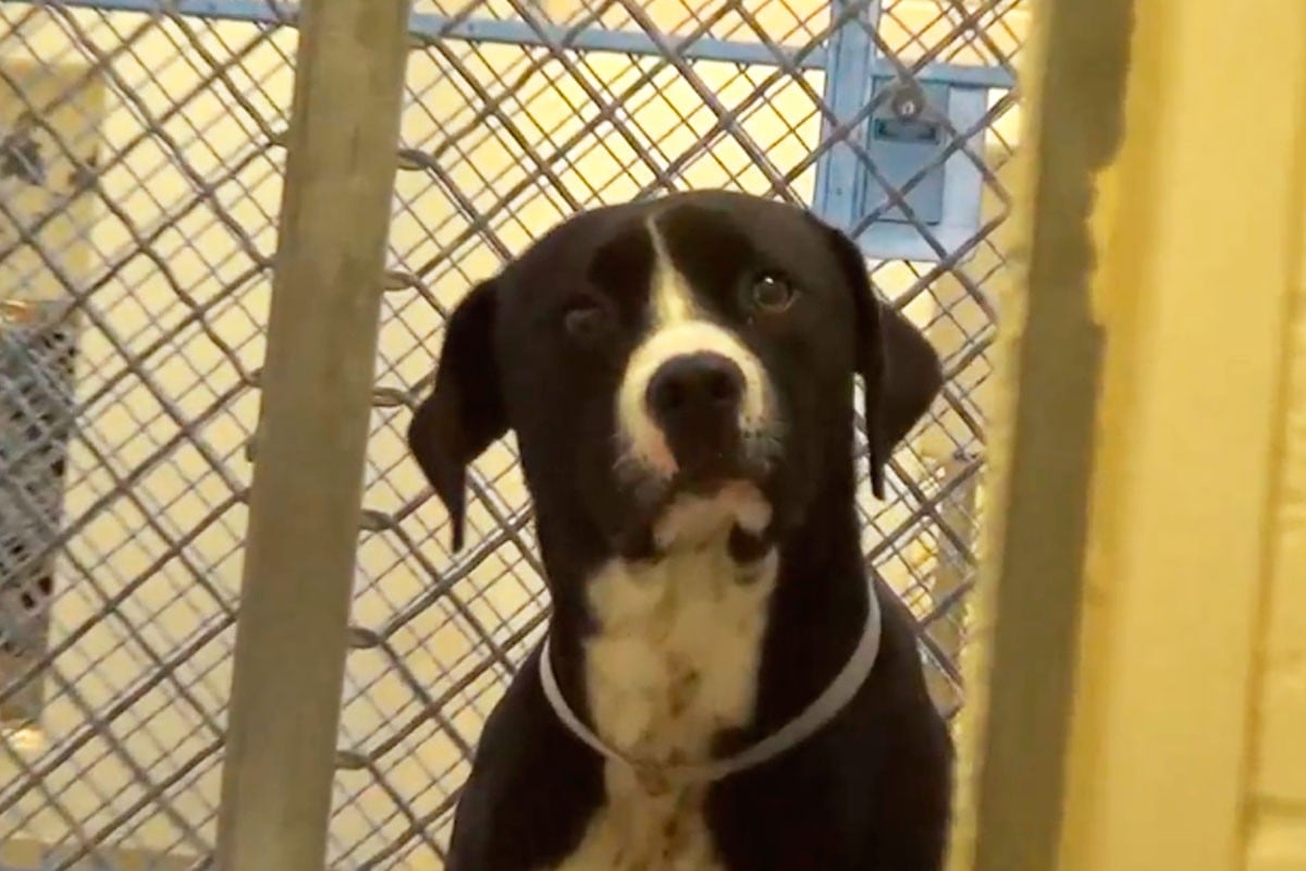 Benny esperó por muchos años para poder encontrar una familia que lo adopte | Foto: Saving Carson Shelter Dogs/Facebook