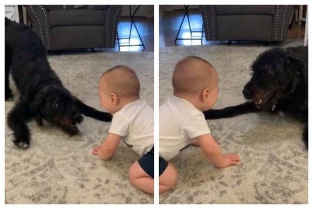 Las imágenes mostraron la buena relación que hay entre la mascota y el niño. (Foto: Facebook/Angela Lally)