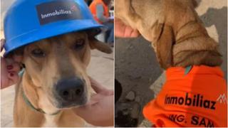 El ingeniero Sam: perrito es adoptado por trabajadores de construcción y se hace viral en TikTok [VIDEO]