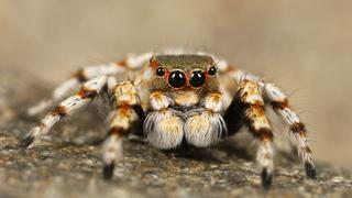 Araña recibe la ayuda inesperada de una humana y se convierte en madre sin mayores percances