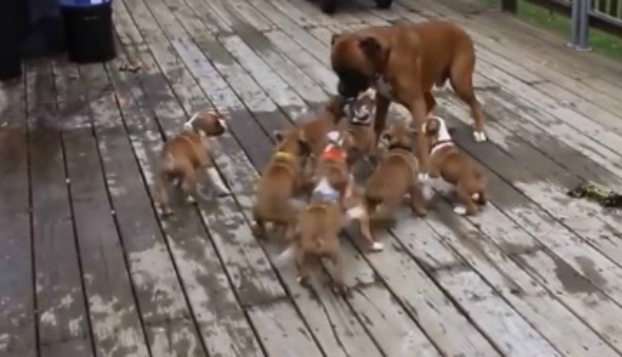 La confusión de los pequeños canes causó una singular reacción en el padre. (Facebook: @animal.esrevista)