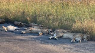 Captan a leones durmiendo en la carretera durante la cuarentena