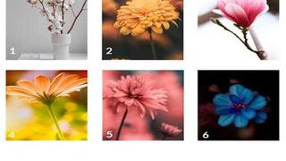 Test viral: conoce qué te depara el futuro con solo elegir una de las 6 flores de la imagen