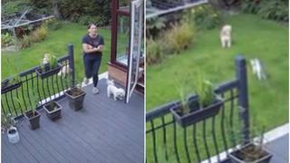 Afiló las garras: gato ‘obligó‘ a perros a ingresar a su casa tras desobedecer a su dueña [VIDEO]