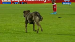 ¡Se robó el show! Perro invadió la cancha durante el Cienciano vs. Sporting Cristal [VIDEO]