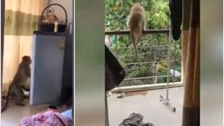 Viral del momento: mono es captado robando comida de una refrigeradora y la ‘rompe’ en TikTok [VIDEO]