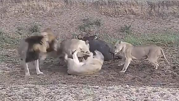 YouTube viral |Búfalo se salva de milagro tras el brutal ataque de una  manada de leones | YT | Yutube | Animales | Tendencia | Redes sociales |  Curiosidades | Video VIRAL | África | OFF-SIDE | DEPOR