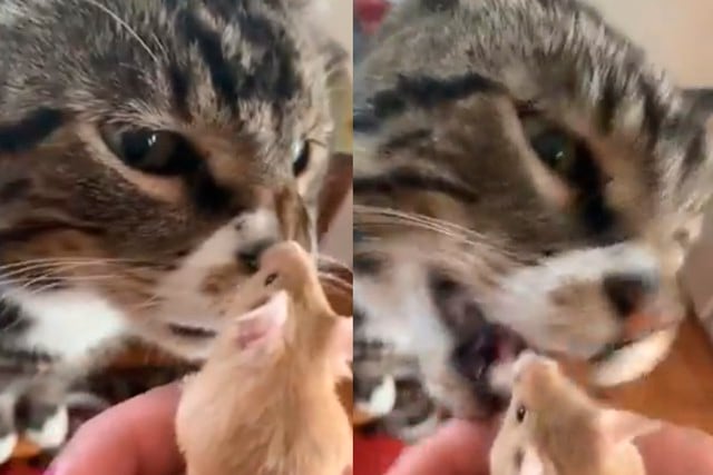 El gato olfateó a su nuevo 'hermano' y segundos después intentó comérselo. La dueña de ambos evitó la tragedia.| Foto: @ErgoProxy95/Twitter. (Desliza hacia la izquierda para ver más imágenes).