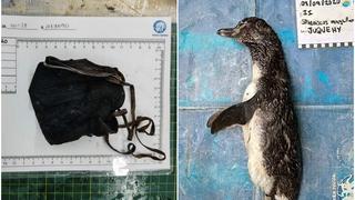 Preocupación por el hallazgo de un pingüino muerto que ingirió una mascarilla