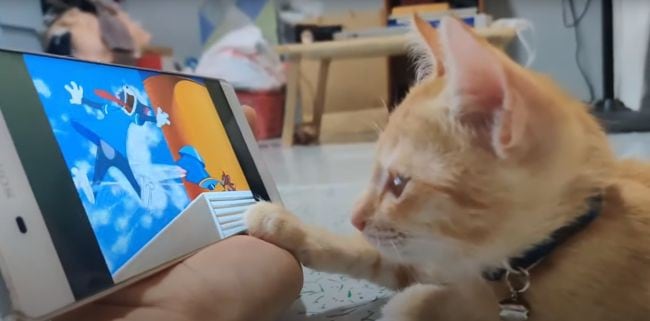 Hombre grabó la tierna reacción de su gata mientras ve un episodio de ‘Tom y Jerry’'. (YouTube)