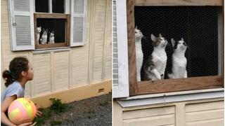 Tres gatos quedan hipnotizados al ver el movimiento de una pelota y la hilarante escena se convierte en viral