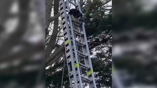 Gato quedó atrapado en lo alto de un árbol, los bomberos llegaron a rescatarlo, pero él les dio una gran lección de vida