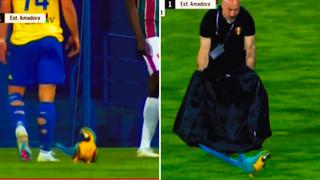 Video Viral: Guacamayo interrumpe partido de fútbol Sub-23 en Portugal