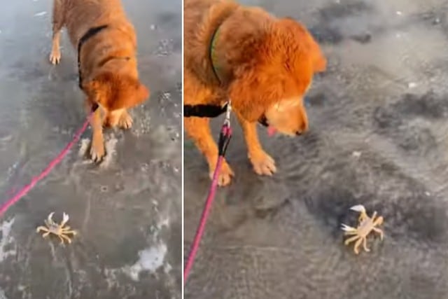 Foto 1 de 3 | La perrita tuvo una curiosa reacción al ver un cangrejo en la playa. | Foto: ViralHog / YouTube. (Desliza hacia la izquierda para ver más fotos)