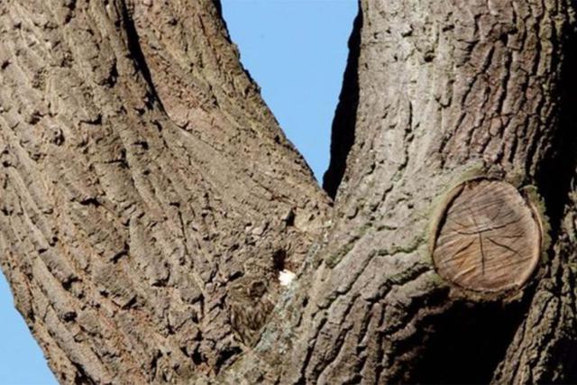 Puedes ver al búho camuflado en este árbol. Desafío tus sentidos con este reto viral. | Foto: PAUL BEECH/Kennedy News