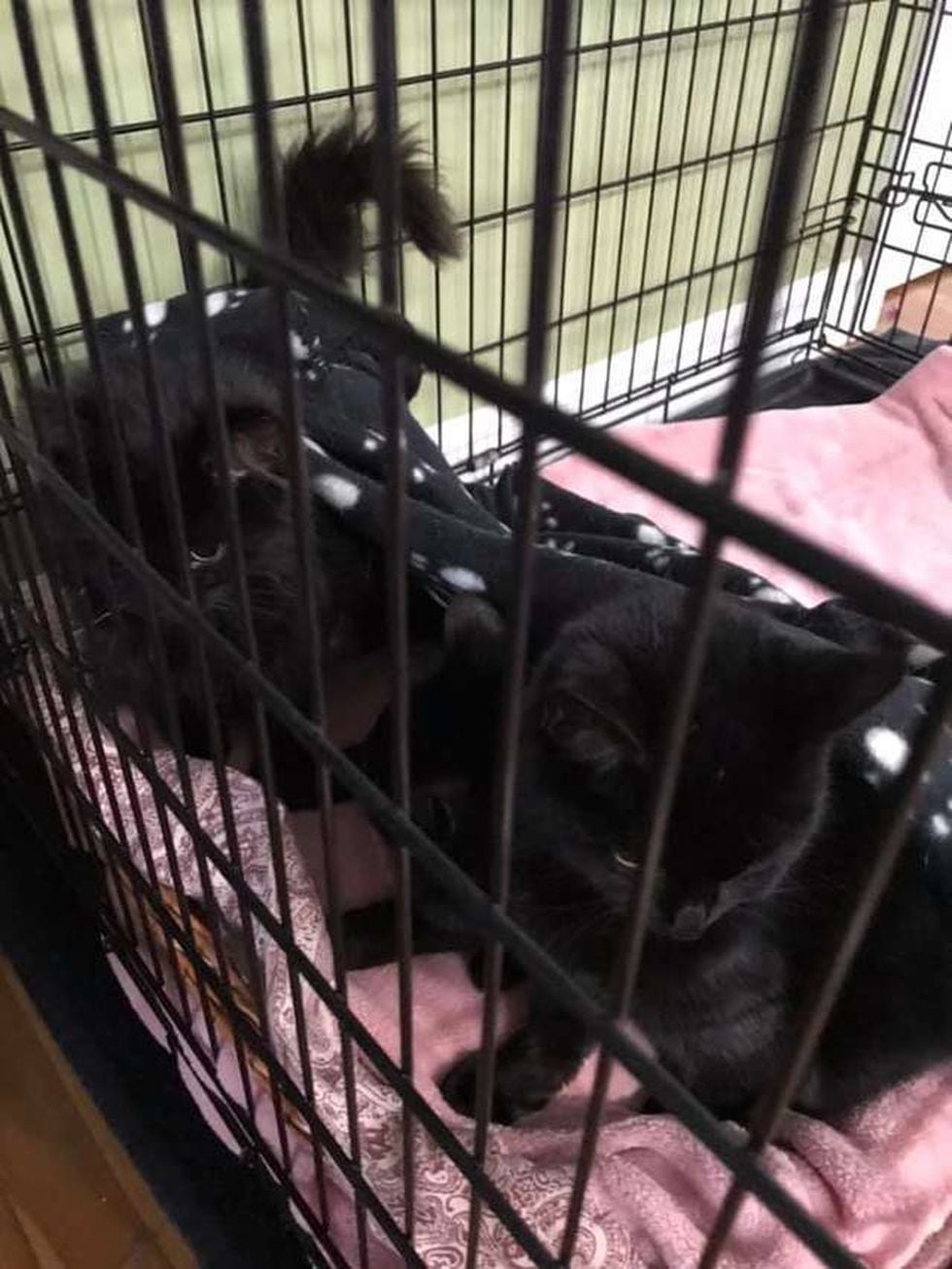  Camionero quedó conmovido al encontrar 'extraño paquete' en medio de tormenta. (Foto: Clyde Compton / The Dodo) 