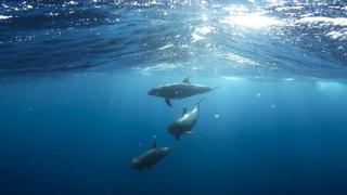 Desafío visual: ¿puedes ver al pulpo, al delfín y al caballito de mar ocultos en el fondo del mar? [FOTO]