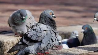 Bandada de palomas hambrientas ataca salvajemente a mujer en España 