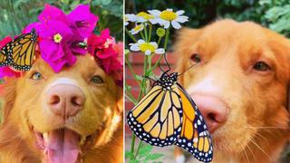 Perro sorprende en redes sociales al ser ‘amigo’ de las mariposas que están en su jardín