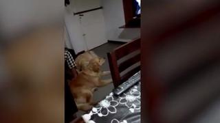 Perrito se aterra al ver al villano de ’Kung Fu Panda’ hacer su aparición en escena