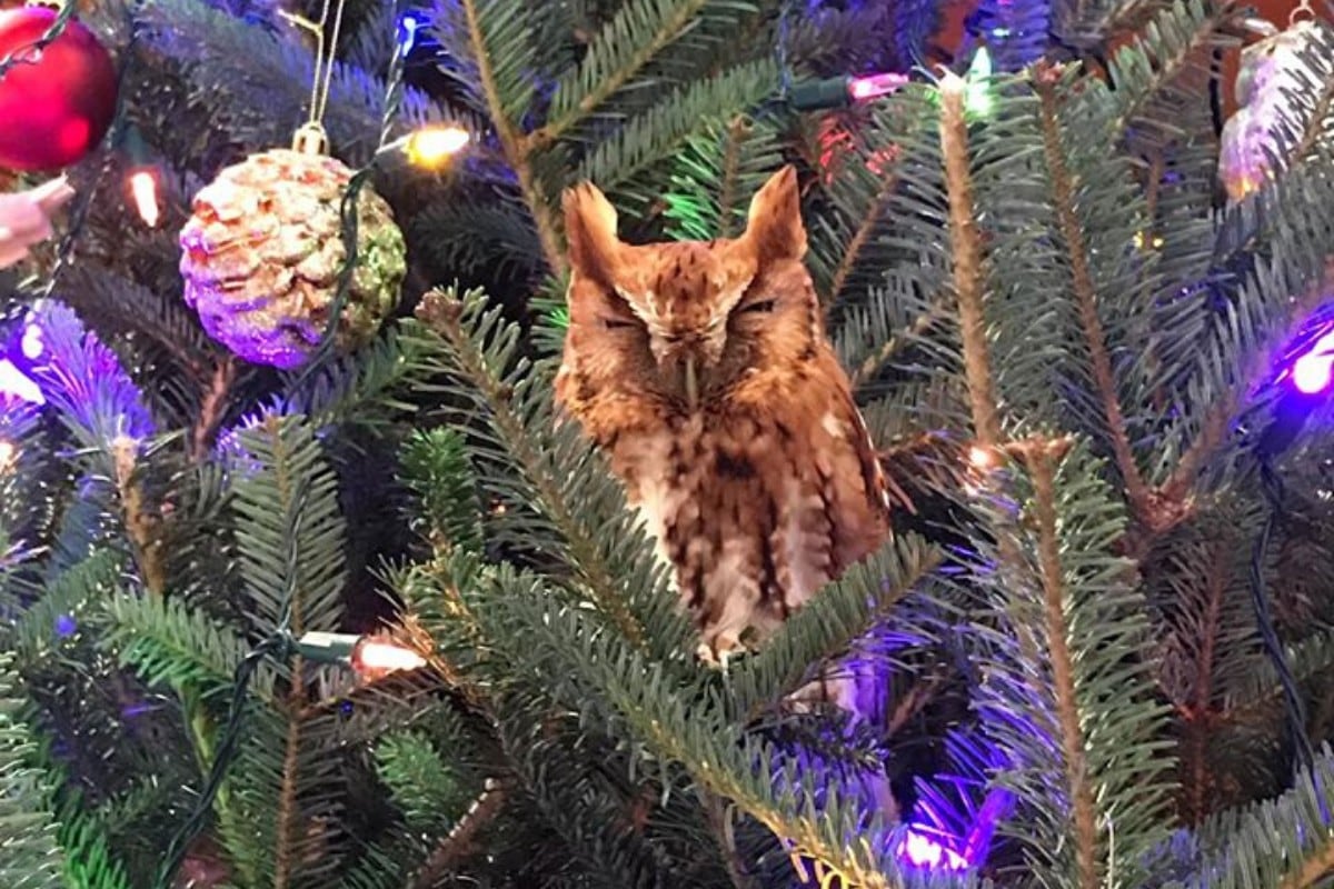 Una familia escuchó un ululato real en su árbol de Navidad: Más de una semana después de que lo compraron, encontraron un búho vivo acurrucado entre las ramas. (Fotos: Billy Newman/Katie McBride Newman en Facebook)