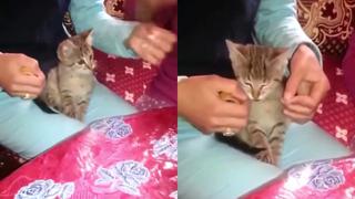 Gatito ayuda a sus dueñas a envolver un regalo con uno de sus encantos naturales