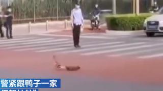 Admirable: policía ayuda a una familia de patos a cruzar la calle deteniendo el tránsito de autos en China [VIDEO]