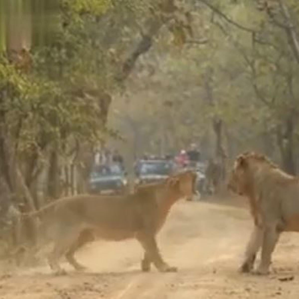 Video viral: impactantes imágenes de una lucha entre una leona y un león  antes de aparearse | YouTube | Facebook viral | Facebook | Face | FB |  Redes sociales | Trends |