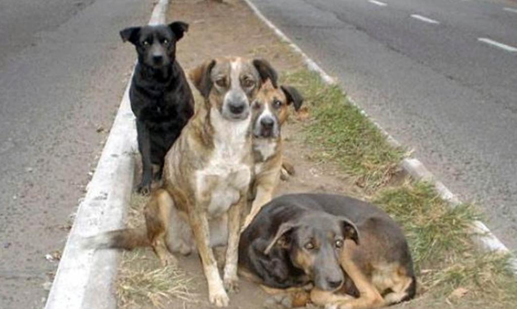 VER FOTO VIRAL] Perros callejeros ya no pasarán frío este invierno en  Argentina gracias a tres mujeres de buen corazón | OFF-SIDE | DEPOR
