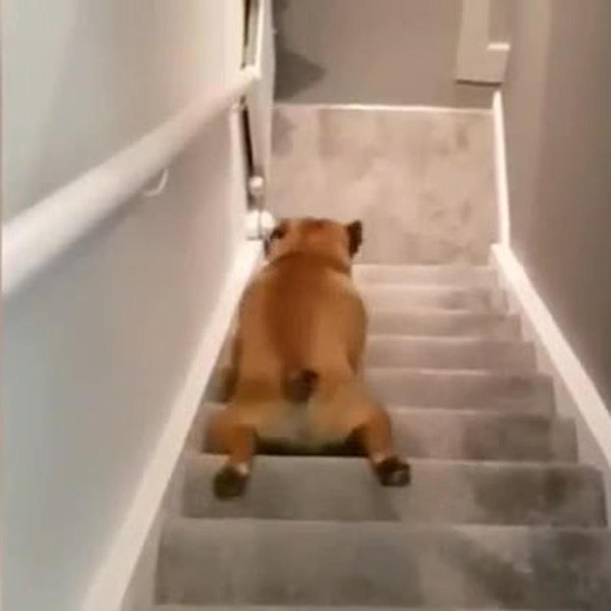 Video viral 2020 actualidad hoy: perro baja las escaleras reptando y es lo visto en las redes sociales al día | VIDEO | FOTO | TikTok | Virales