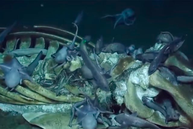 La foto viral de los pulpos devorando los restos de una ballena han conmocionado a miles en redes sociales. | Foto: Nautilus Expedition