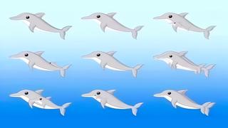 Test visual: el número de delfines que puedas contar revelará tu actual edad mental