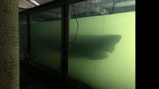 Rosie, el tiburón blanco descubierto en el tanque de un zoológico abandonado hace 10 años